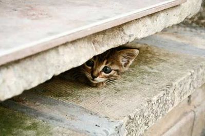 cat-hiding-06