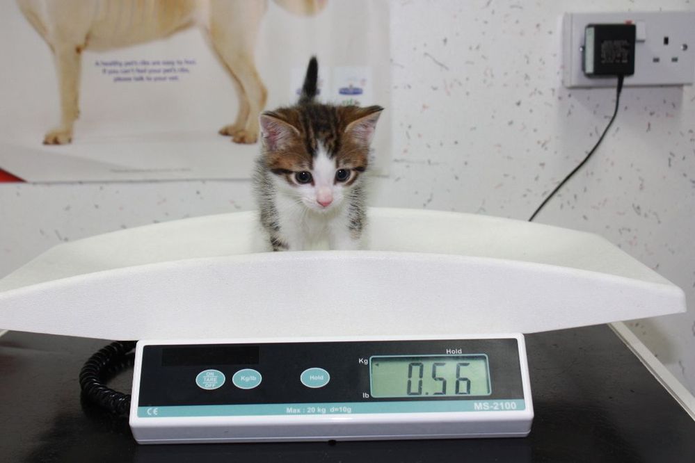 Kitten Scales.jpg