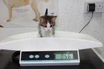 Kitten Scales.jpg