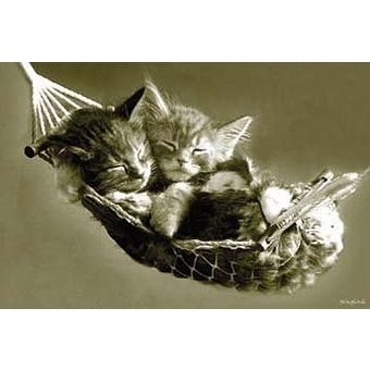 katten-in-hangmat