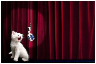 white-kitten-with-microphone