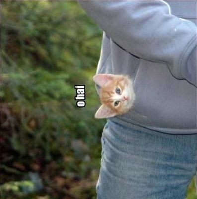 zzzzzzzz_funny-pictures-kitten-says-hello