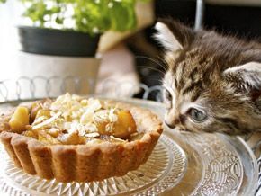 cat-eating-cake-17