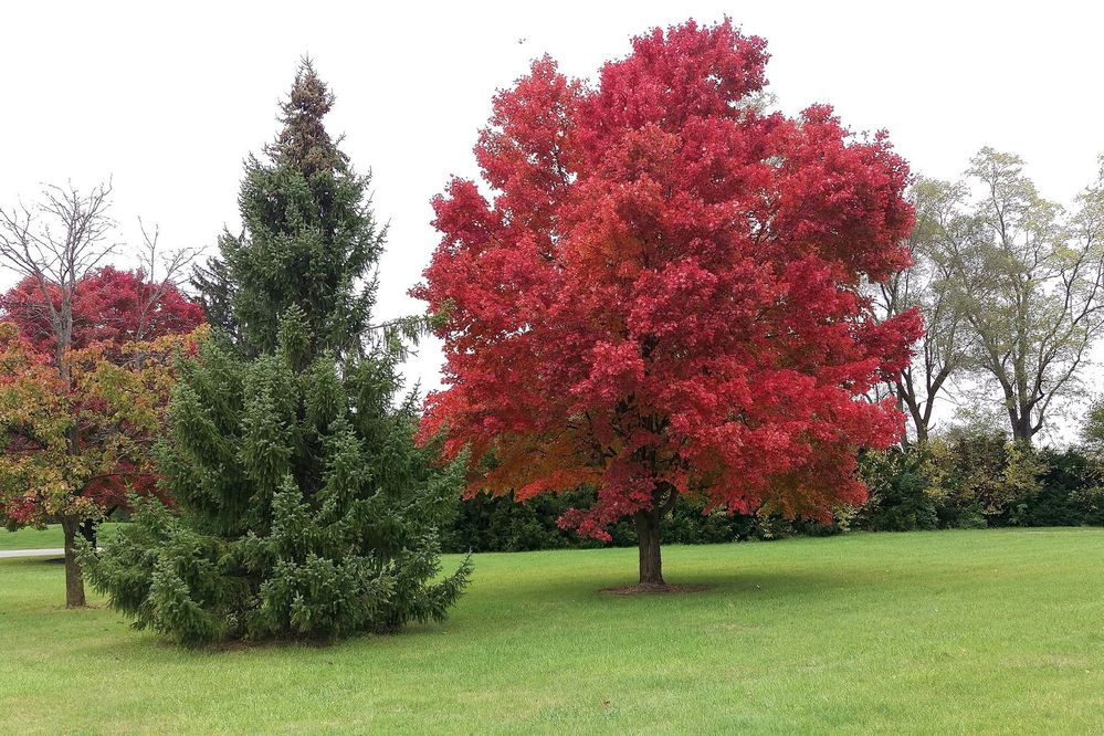 Red Maple 1.jpg