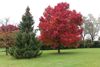 Red Maple 1.jpg