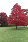 Red Maple 2.jpg