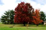 Red Maple.jpg