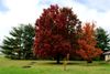 Red Maple.jpg