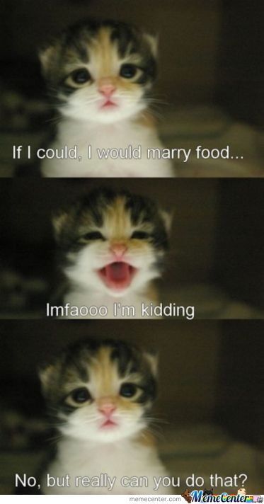 kitten-wants-to-marry-food_o_2092377