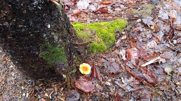 Mushroom growing next to moss