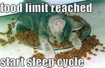 Kitten Full.jpg