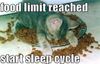 Kitten Full.jpg