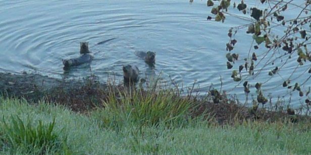 otters2.jpg