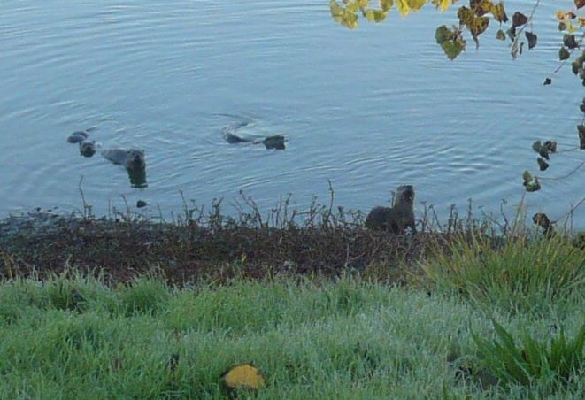 otters3.jpg