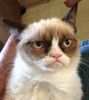unhappycat