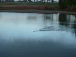 Otters swimming where I walk
