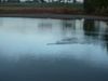 Otters swimming where I walk