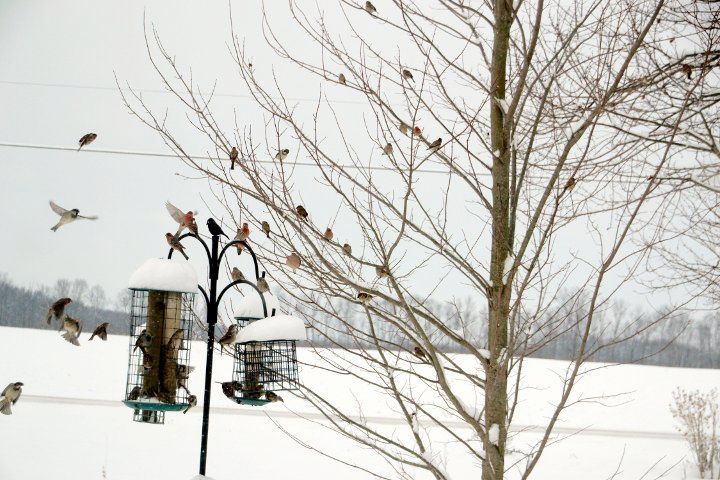 Winter Birds 2 Small.jpg