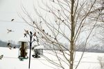 Winter Birds 2 Small.jpg