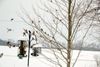 Winter Birds 2 Small.jpg