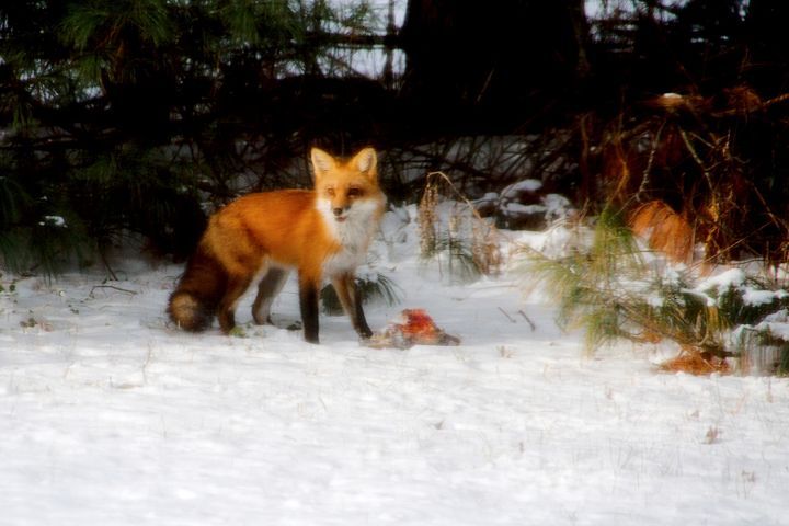 Red Fox 1 Small.jpg