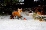 Red Fox 1 Small.jpg