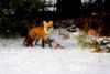Red Fox 1 Small.jpg