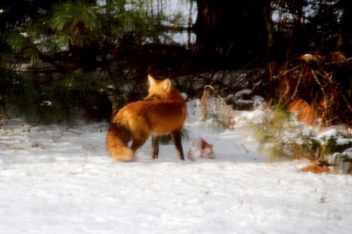 Red Fox 2 Small.jpg