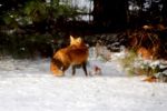Red Fox 2 Small.jpg
