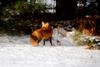 Red Fox 2 Small.jpg