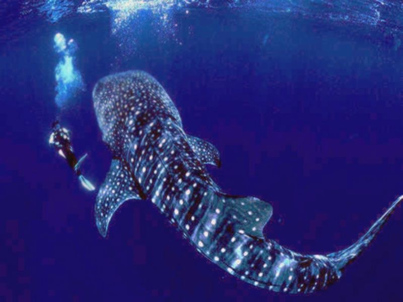 000 bucket list whale shark.jpg
