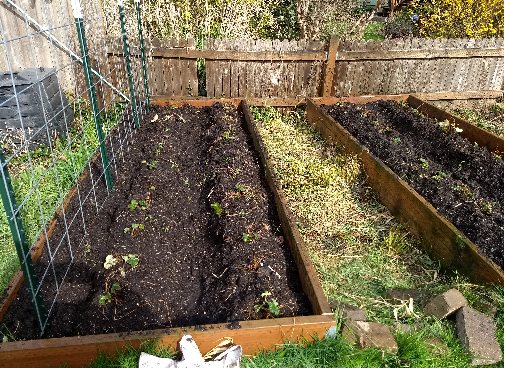 After - strawberries & peas