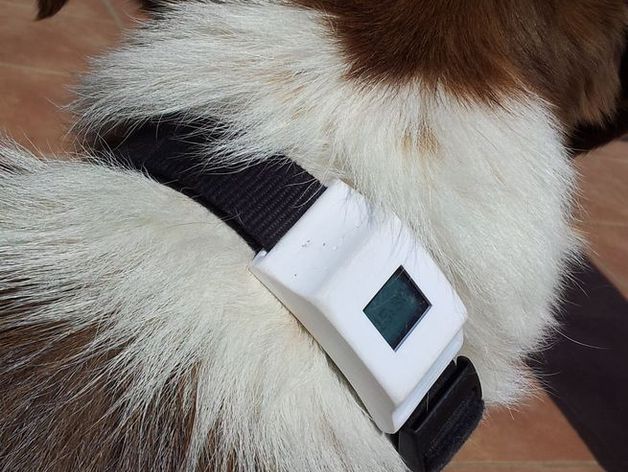 Fitbit for outlet your dog