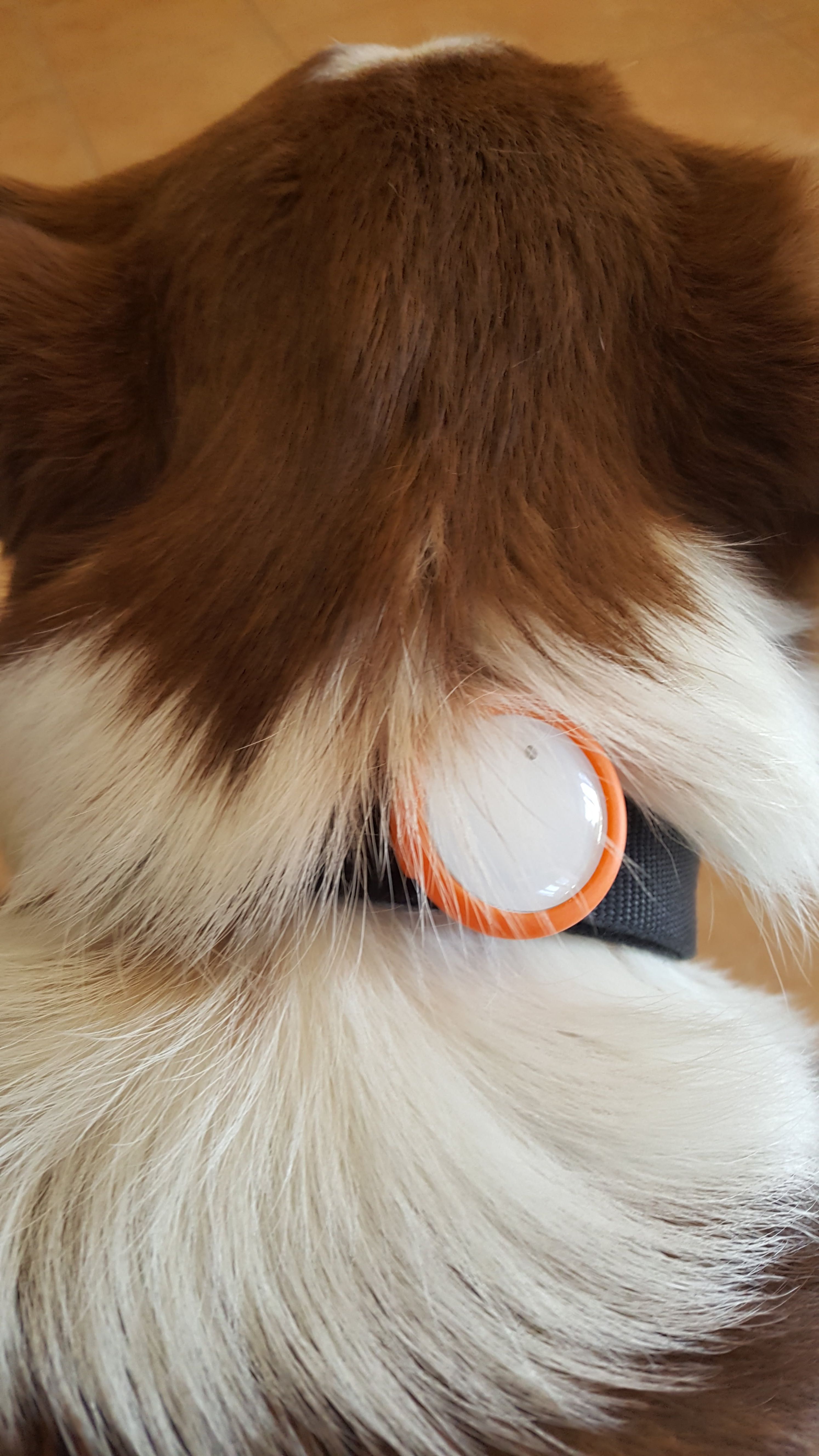 Fitbit cheap for dogs