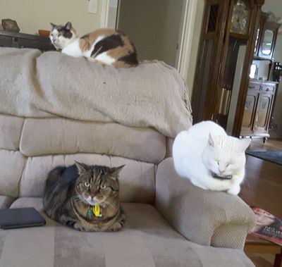 Unusual photo of my three cats. Usually cant get them in one picture!