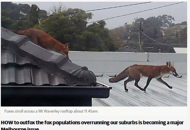 foxes.jpg