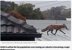 foxes.jpg
