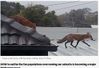 foxes.jpg