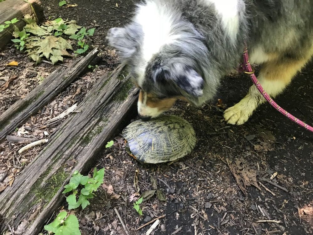 No.  It is NOT a frisbee!