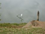 egret.jpg