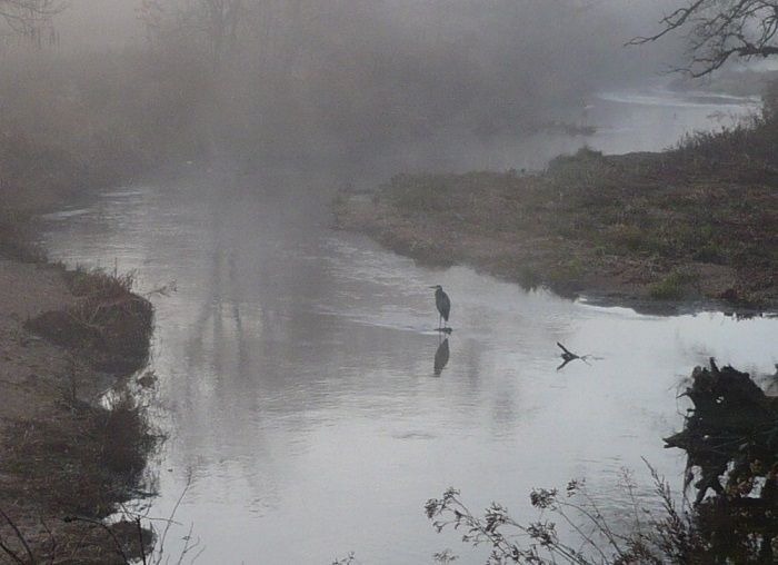 blueheron.jpg