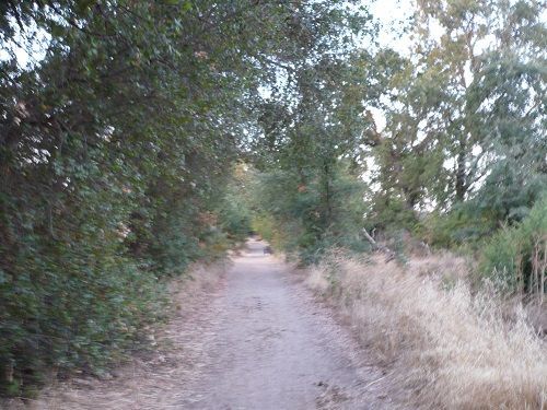 trail.jpg