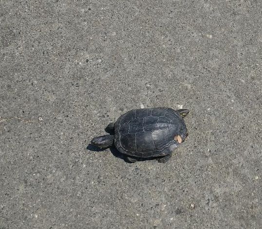 turtle.jpg