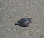 turtle.jpg