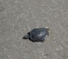 turtle.jpg