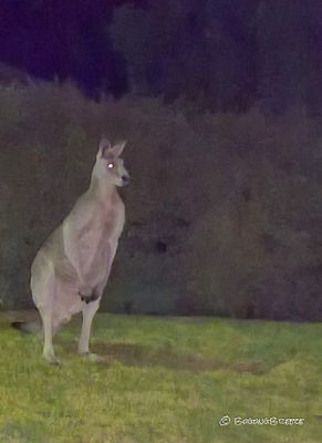 He didn't move, just let me walk by and take a couple of photos.