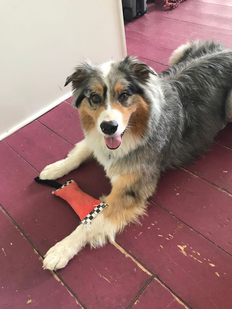 Jayhawk has found the local dog’s toy