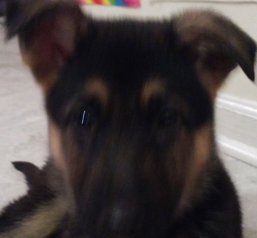 That is Misty when she was a puppy.