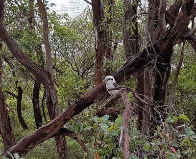 Kookaburra in a tree