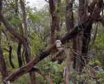 Kookaburra in a tree
